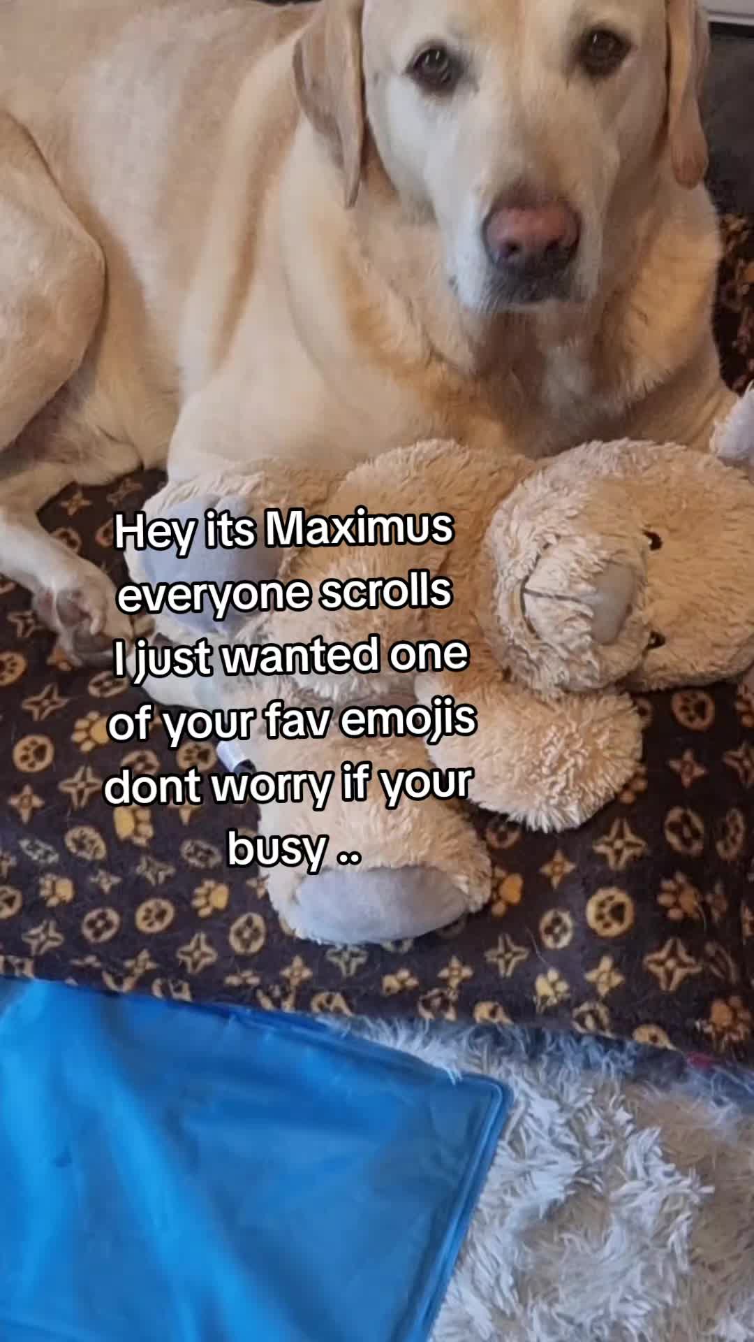 @🐾🐶maximus🐶🐾