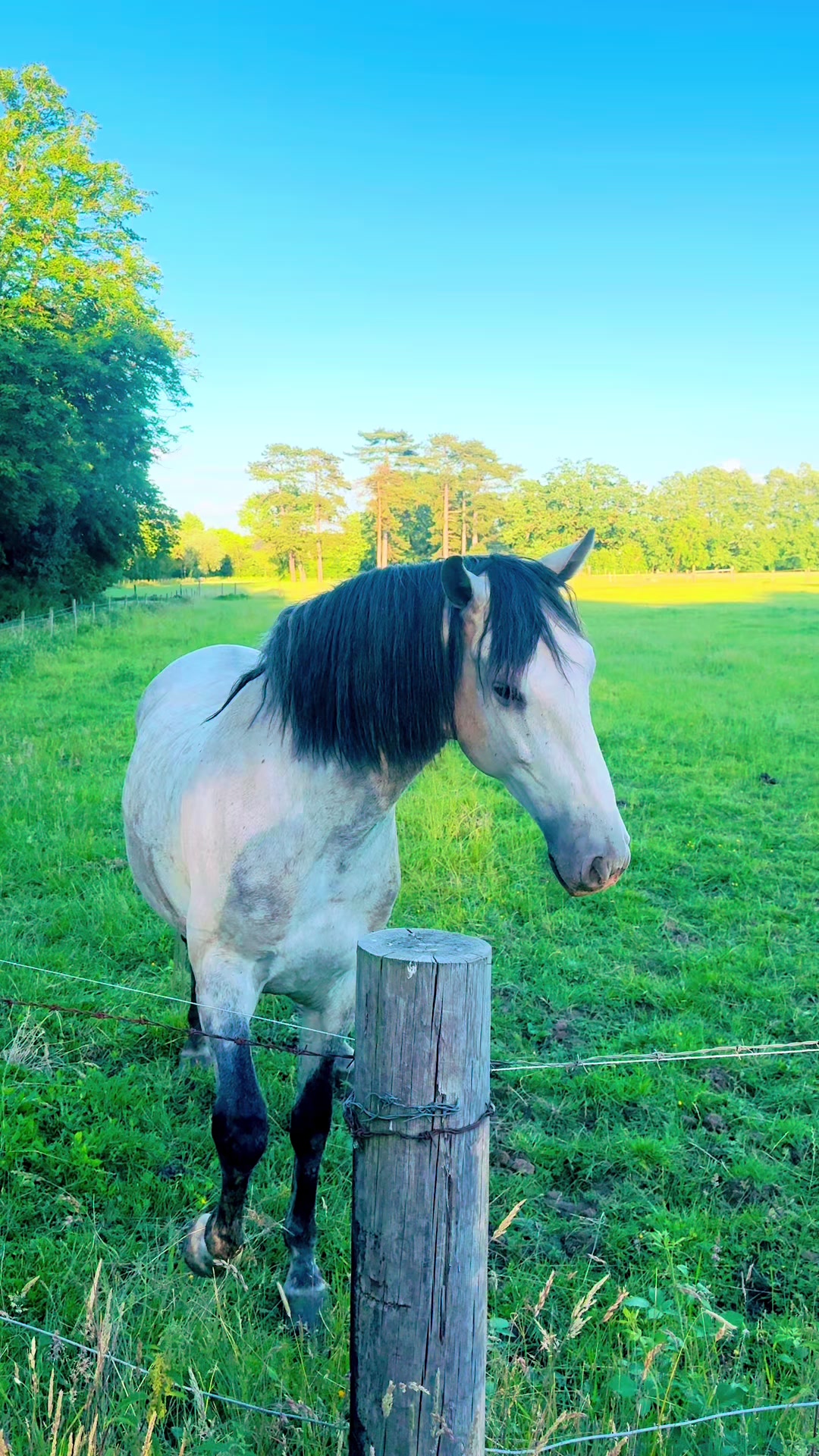 @Slough horses