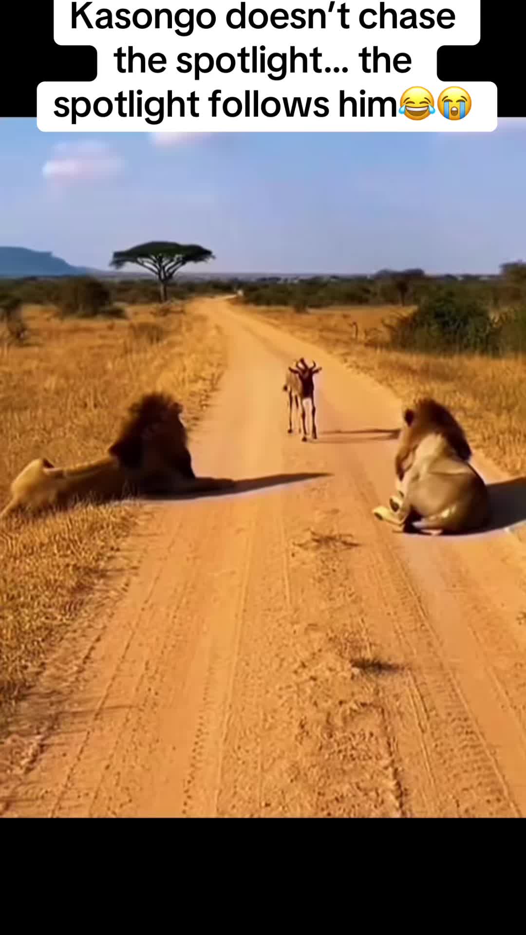 @Roi De la Jungle
