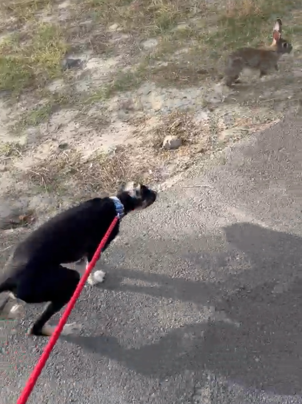 @Bosphorus Bulls French Bulldog