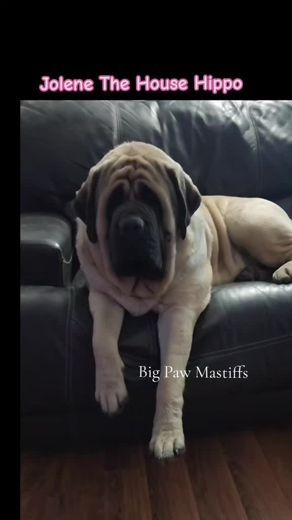 @Big Paw Mastiffs