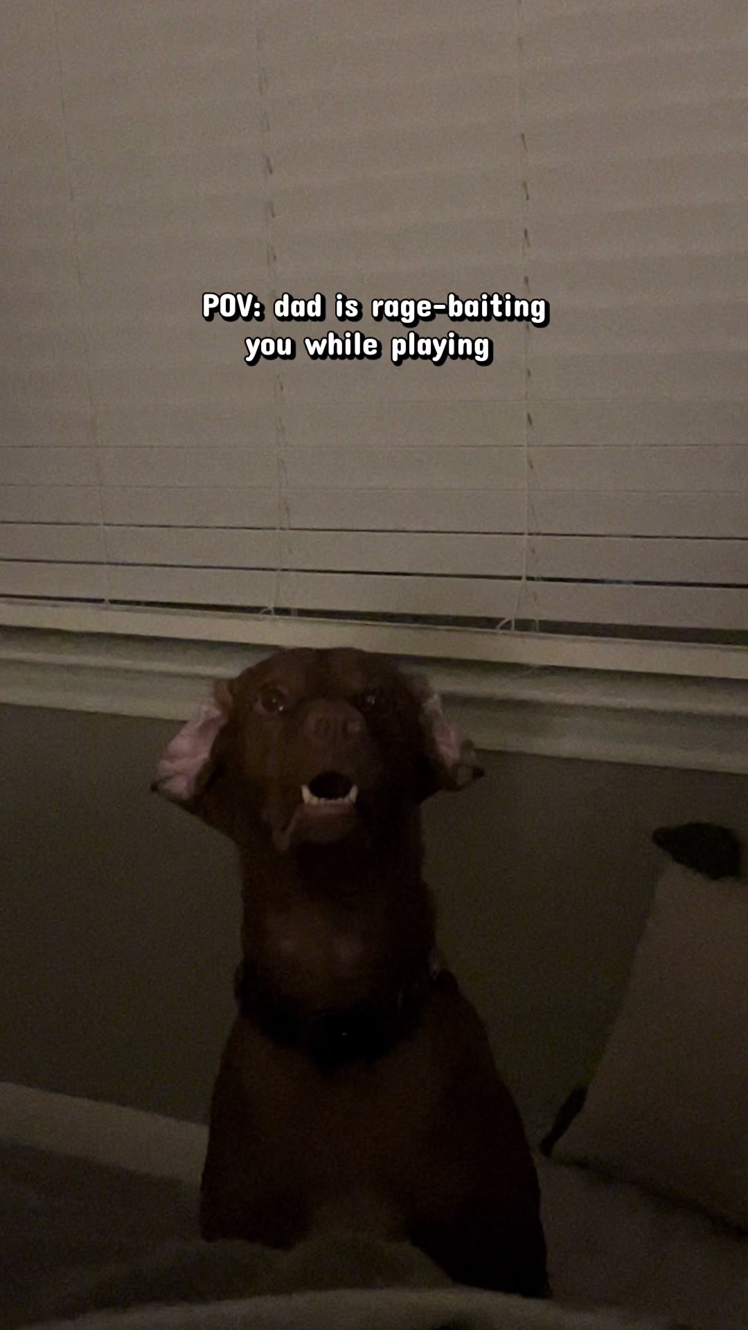 @waylonthevizsla