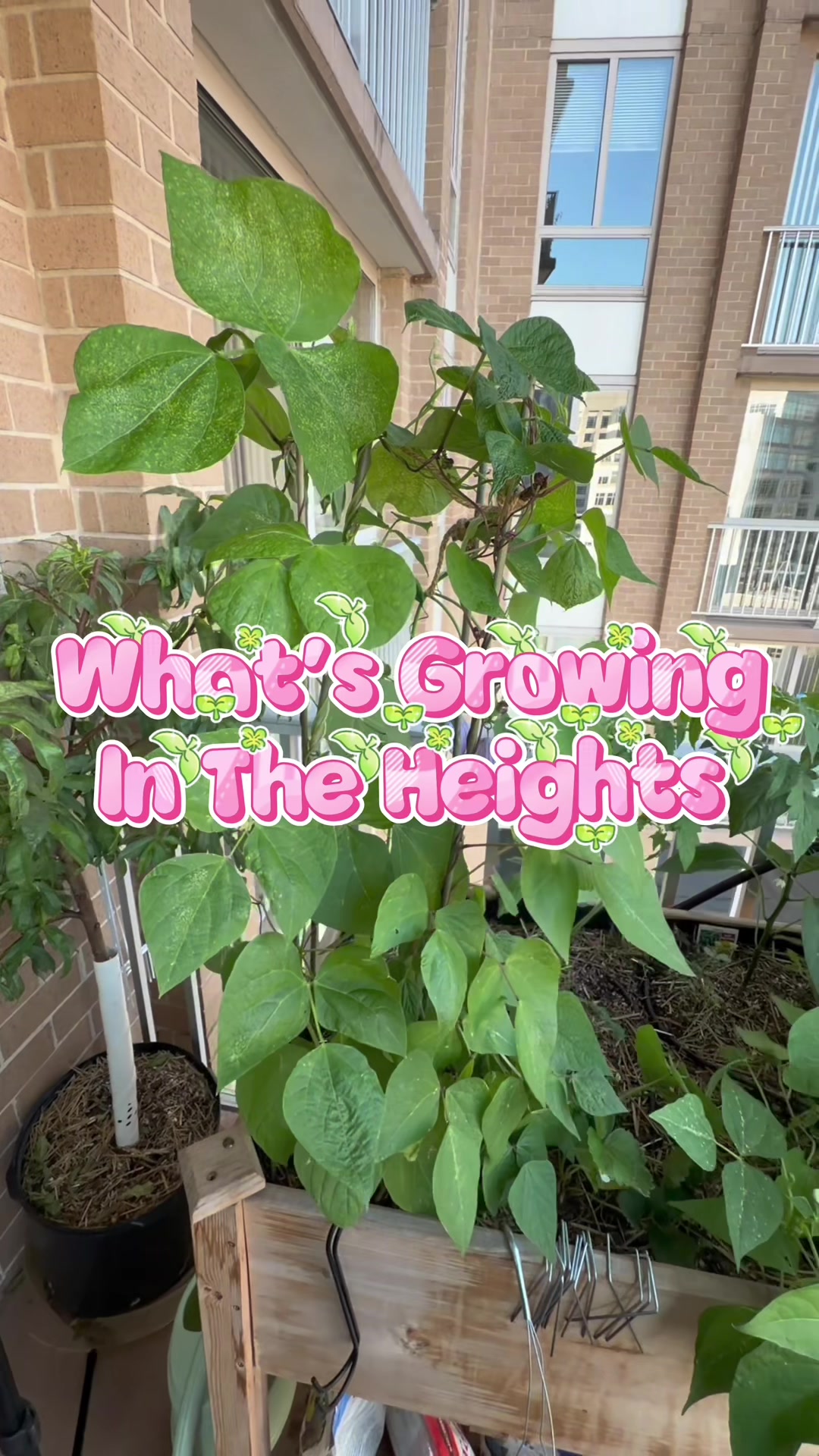 @Harvesting Heights | JoNise