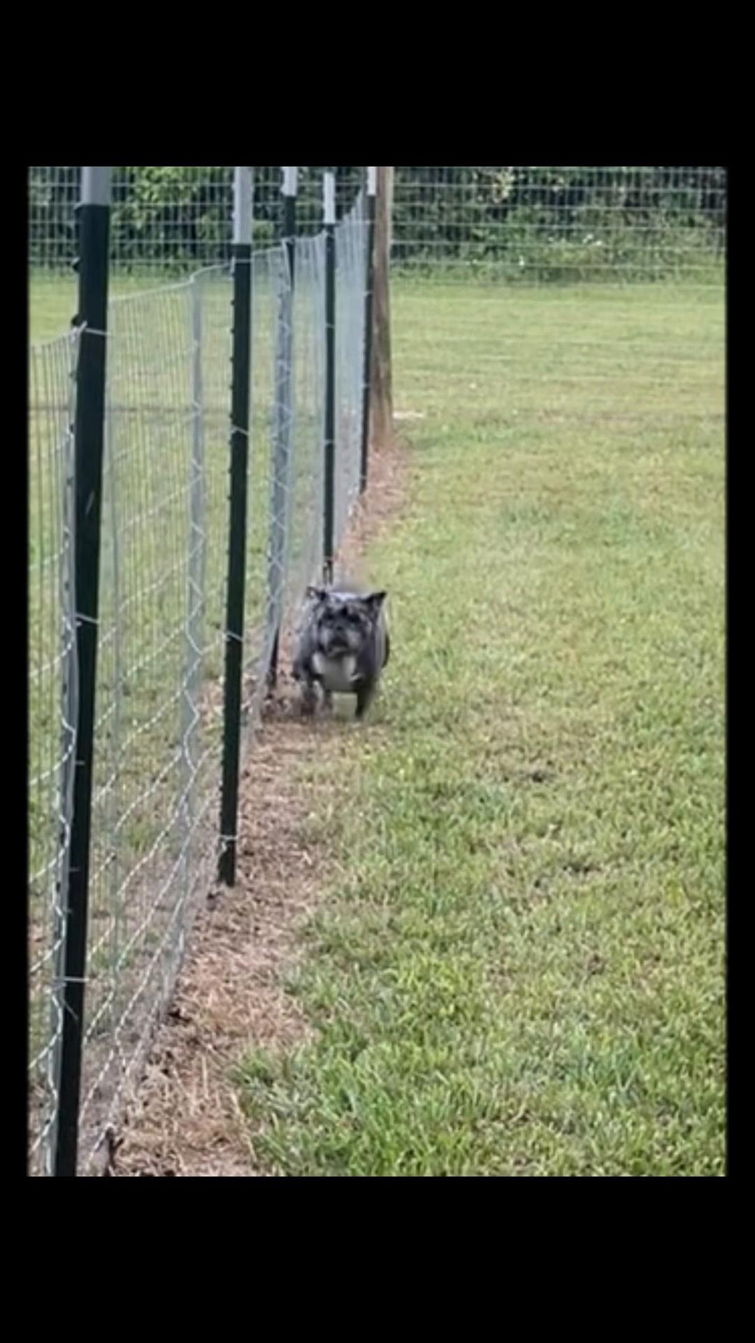 @Angie@k9kennels🐾