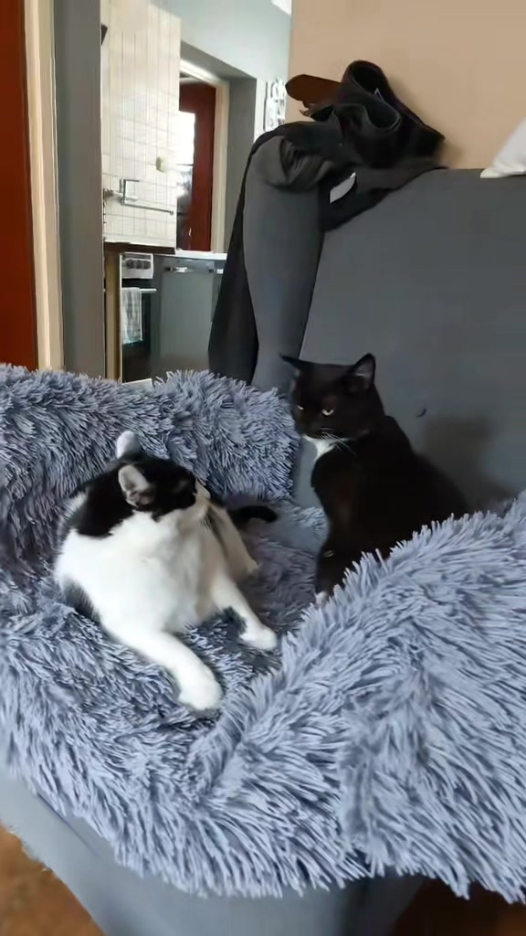 @koci świat 🐈⬛🐈⬛🐈⬛