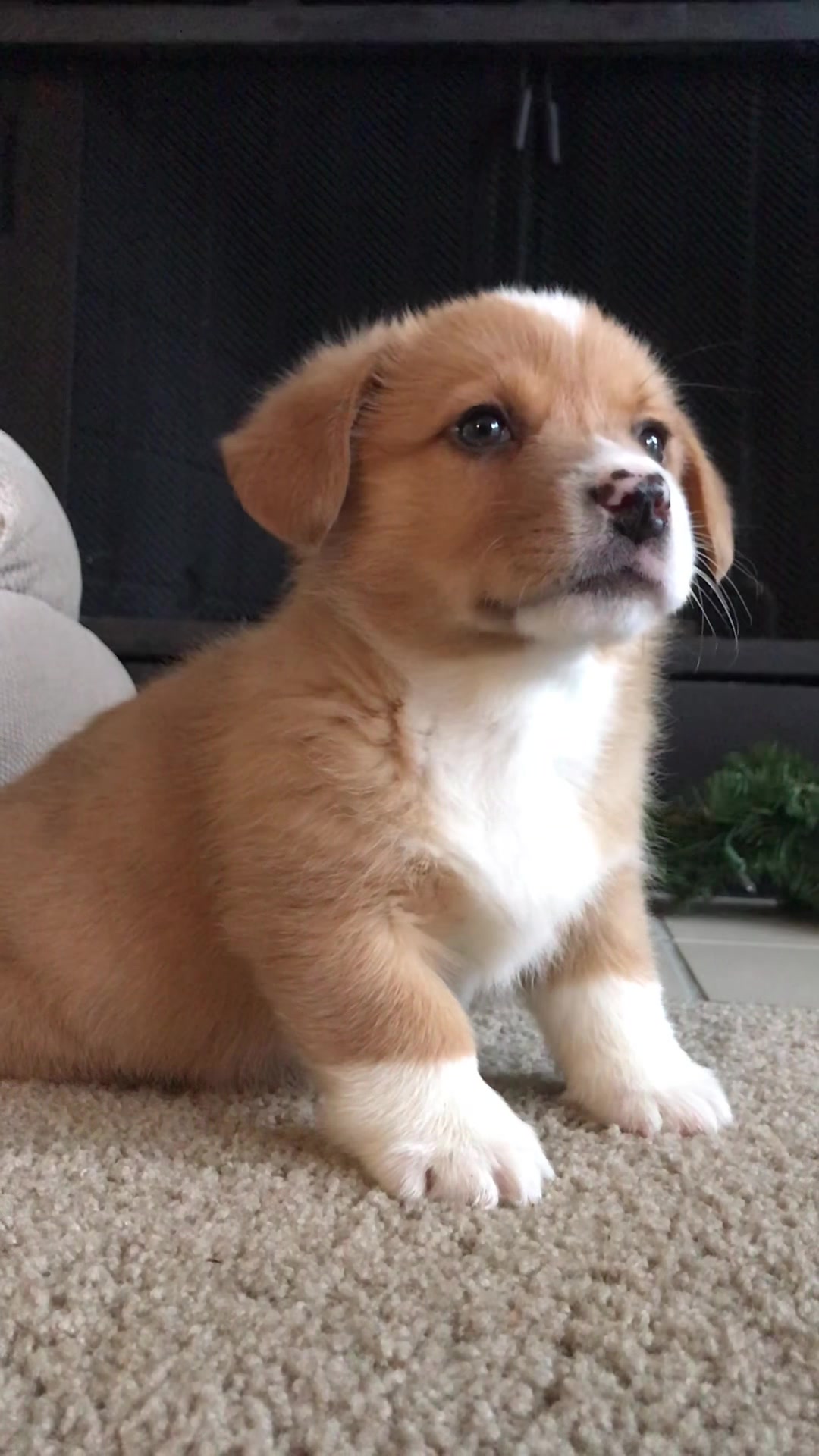 @Cosmo The Cute Corgi