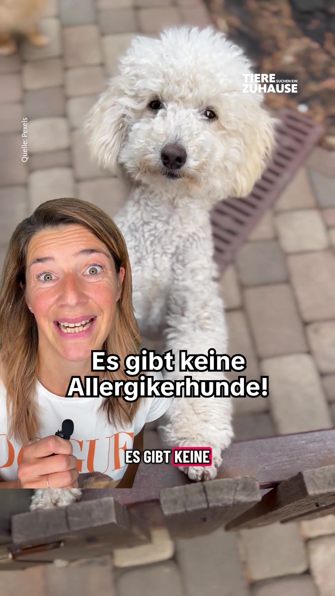 @Tiere suchen ein Zuhause