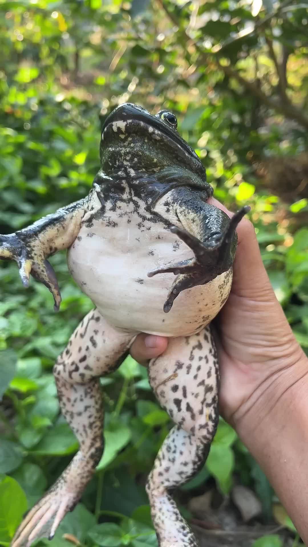 @frog official