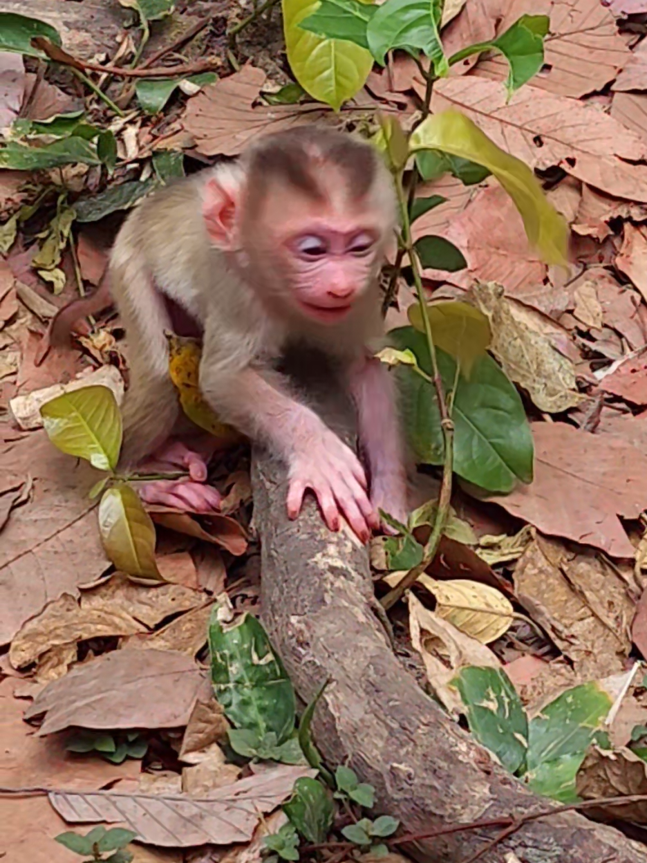 @Monkey Cambodia
