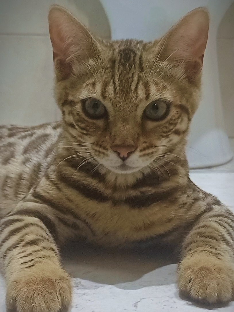 @Rio.supercat