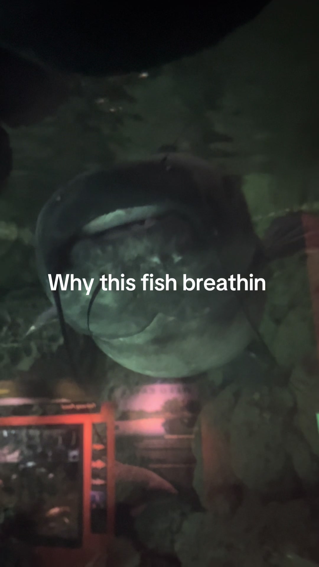 @Crab_Viohelper🙏🥹