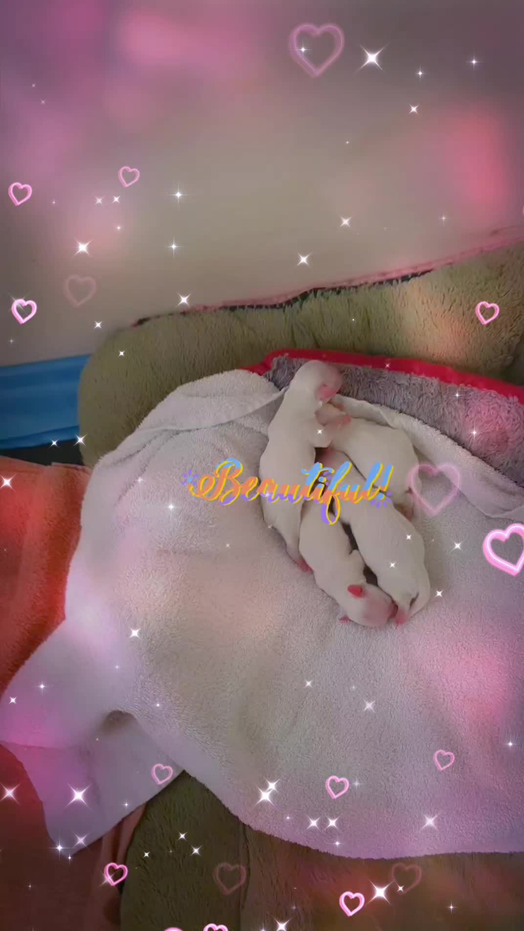 @꧁𝕴nes ꧂