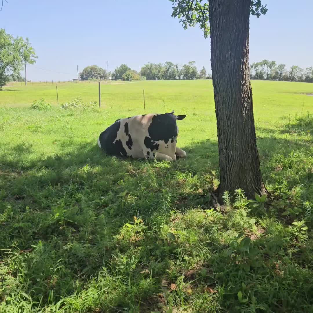 @Only Cows