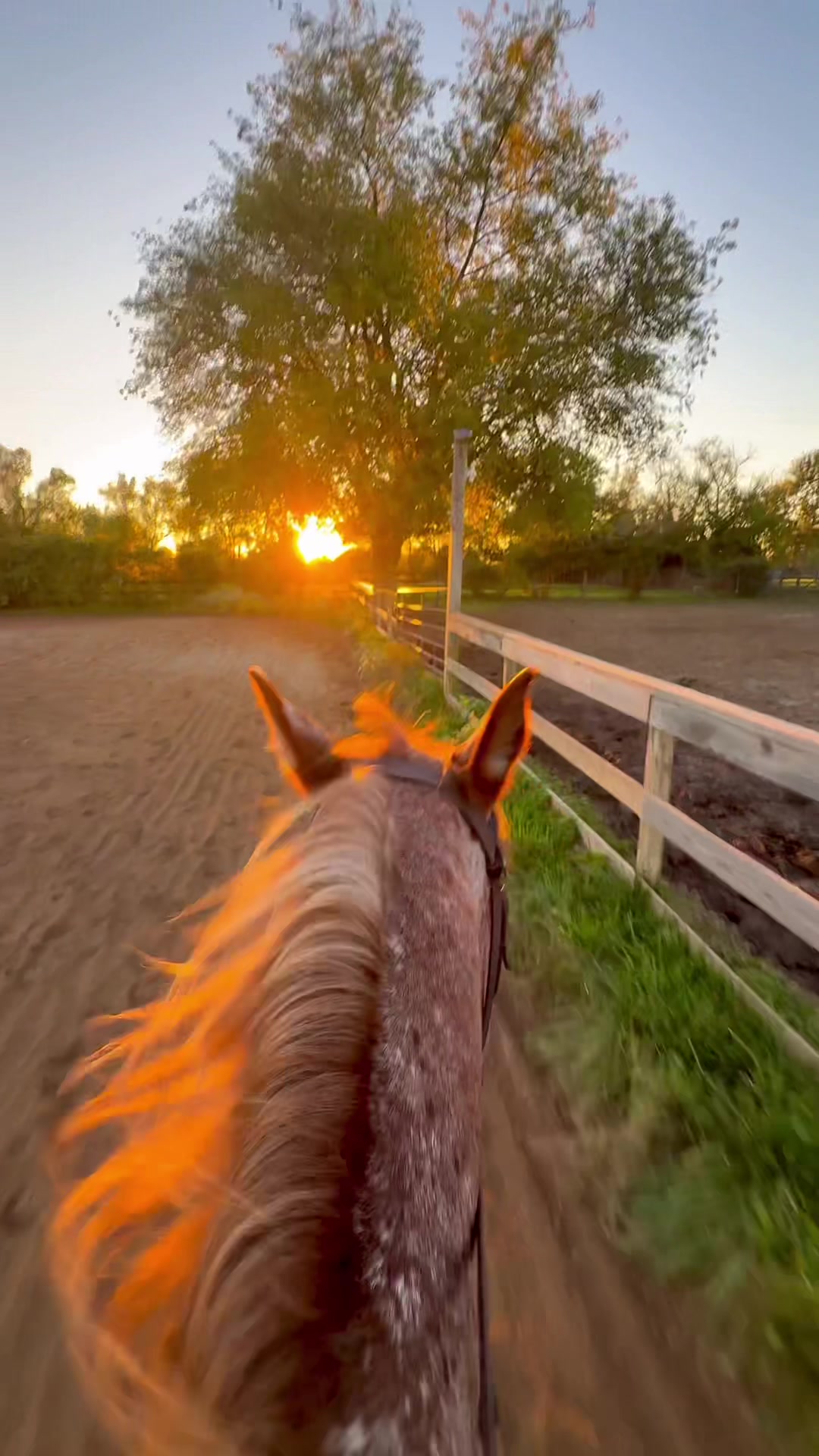@Free Spirit Equestrian
