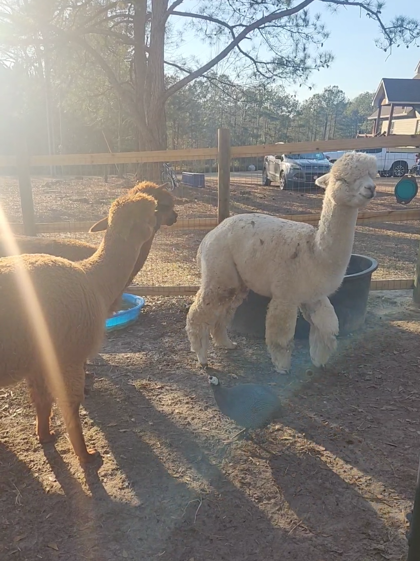 @alpacalypsenow