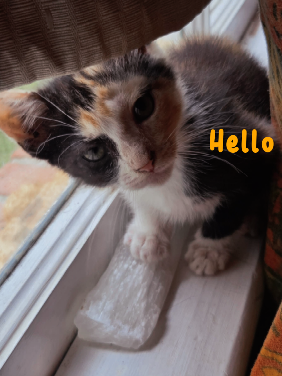 @mycatranch 😺 (Sue)