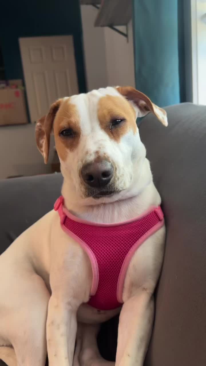 @Sproutie 🐶
