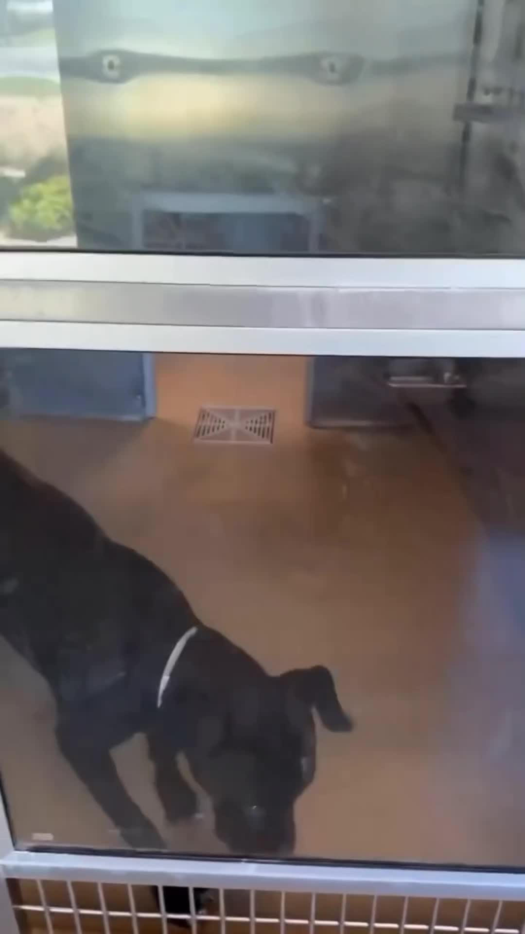 @Cane Corsos