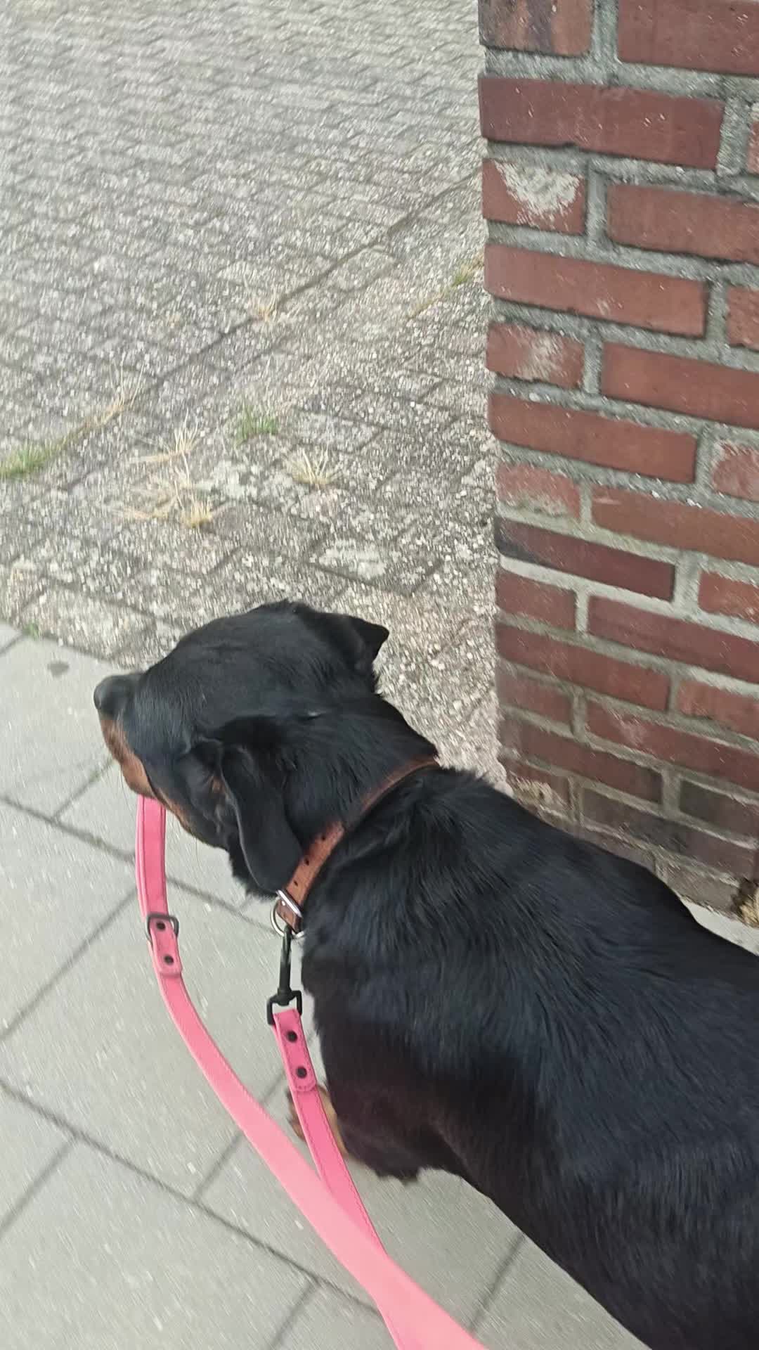 @Niky&isuoirottweiler