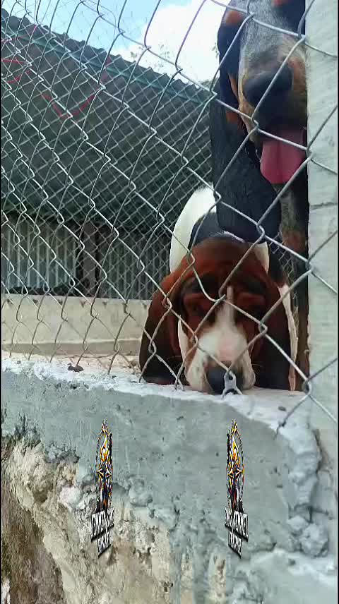 @zardos kennel veracruz