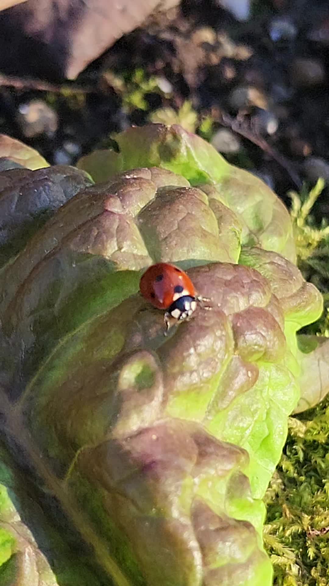@Nature Visual