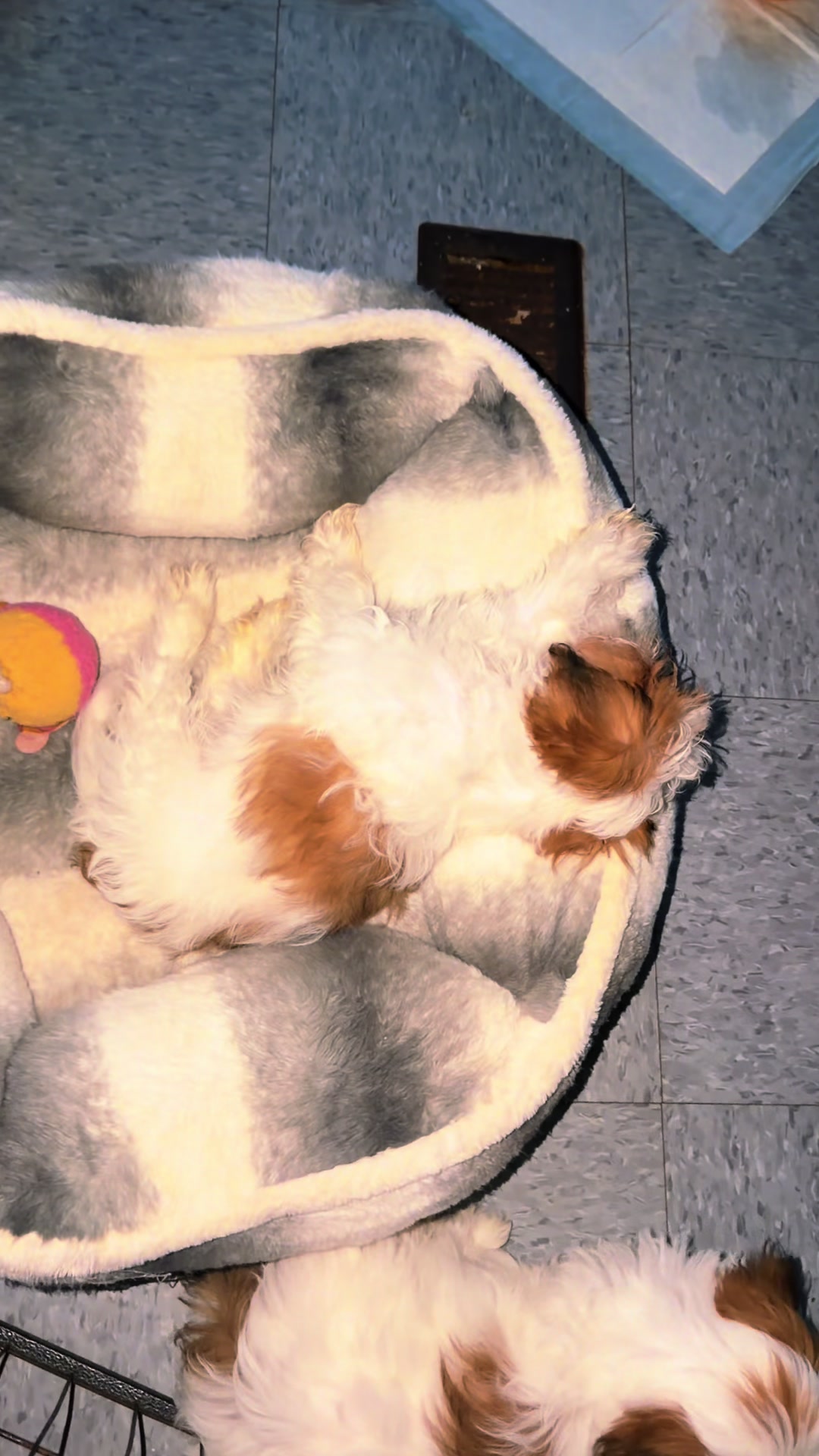 @Crisp&iacute;n_y_mia_shihtzu_puppies.