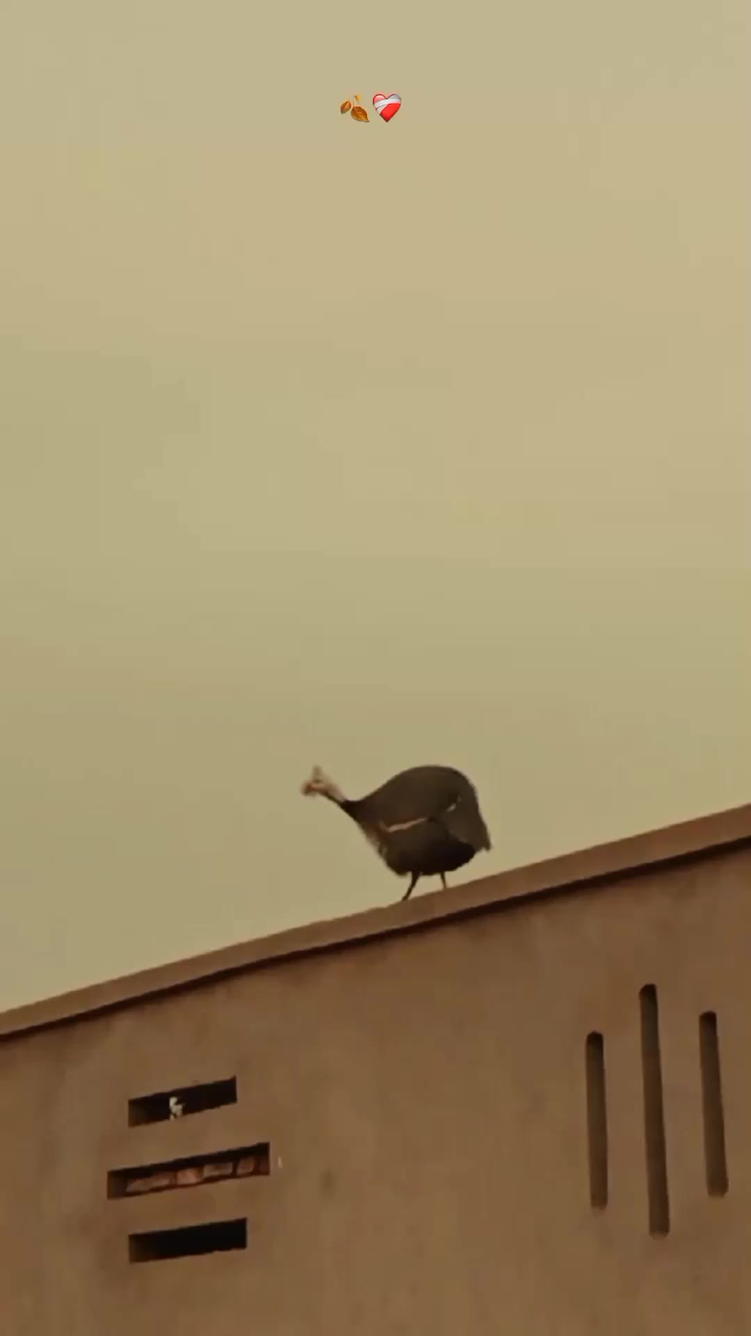 @❤️🔥🕊