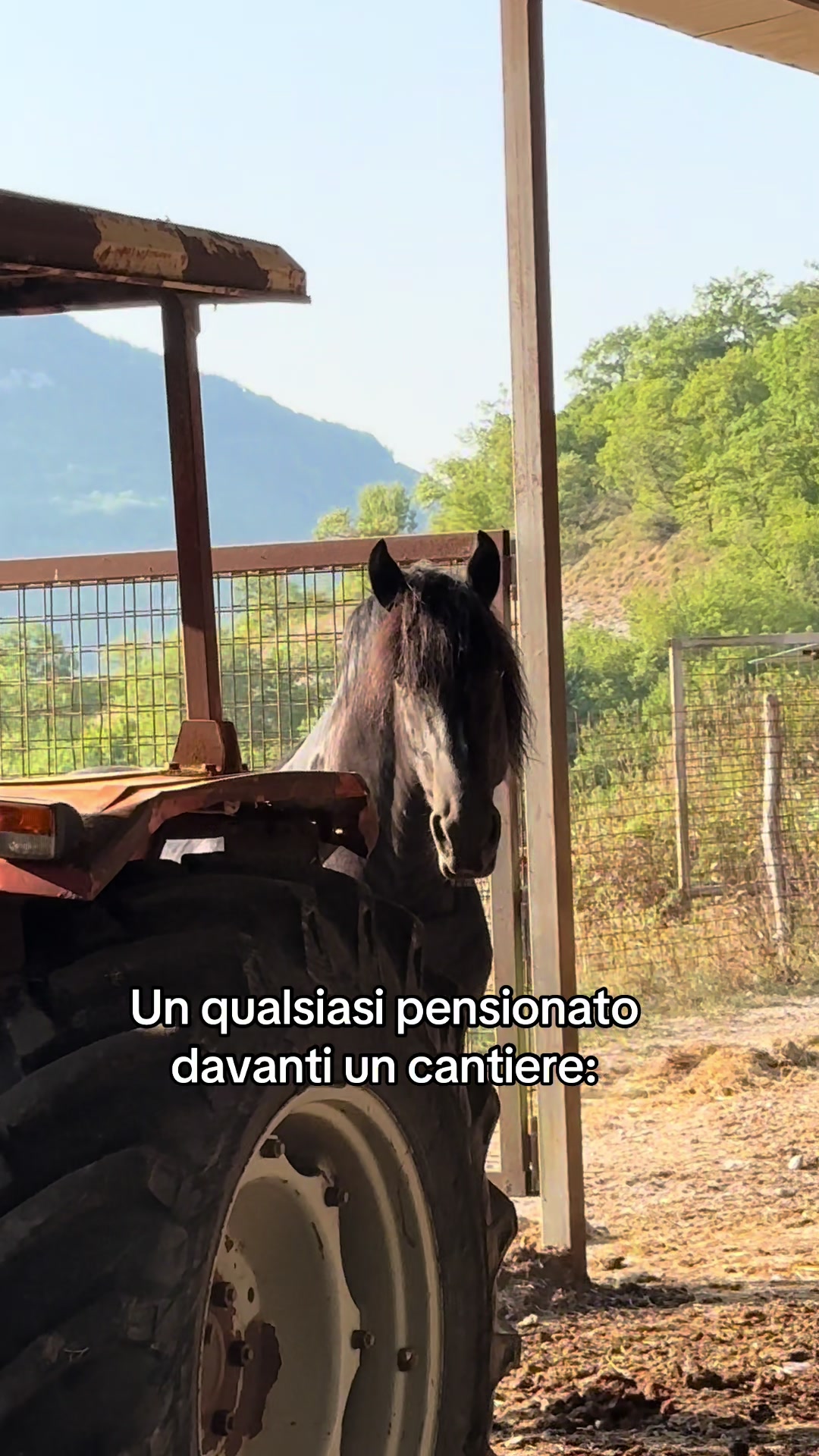 @black_the_friesian