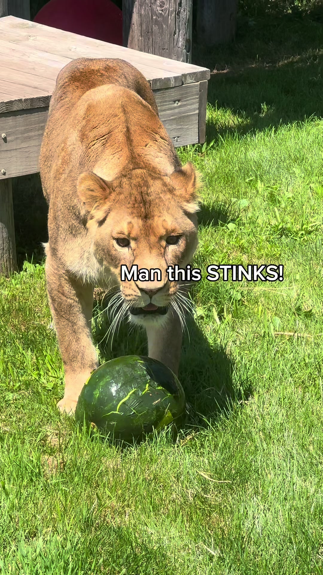 @The Wildcat Sanctuary