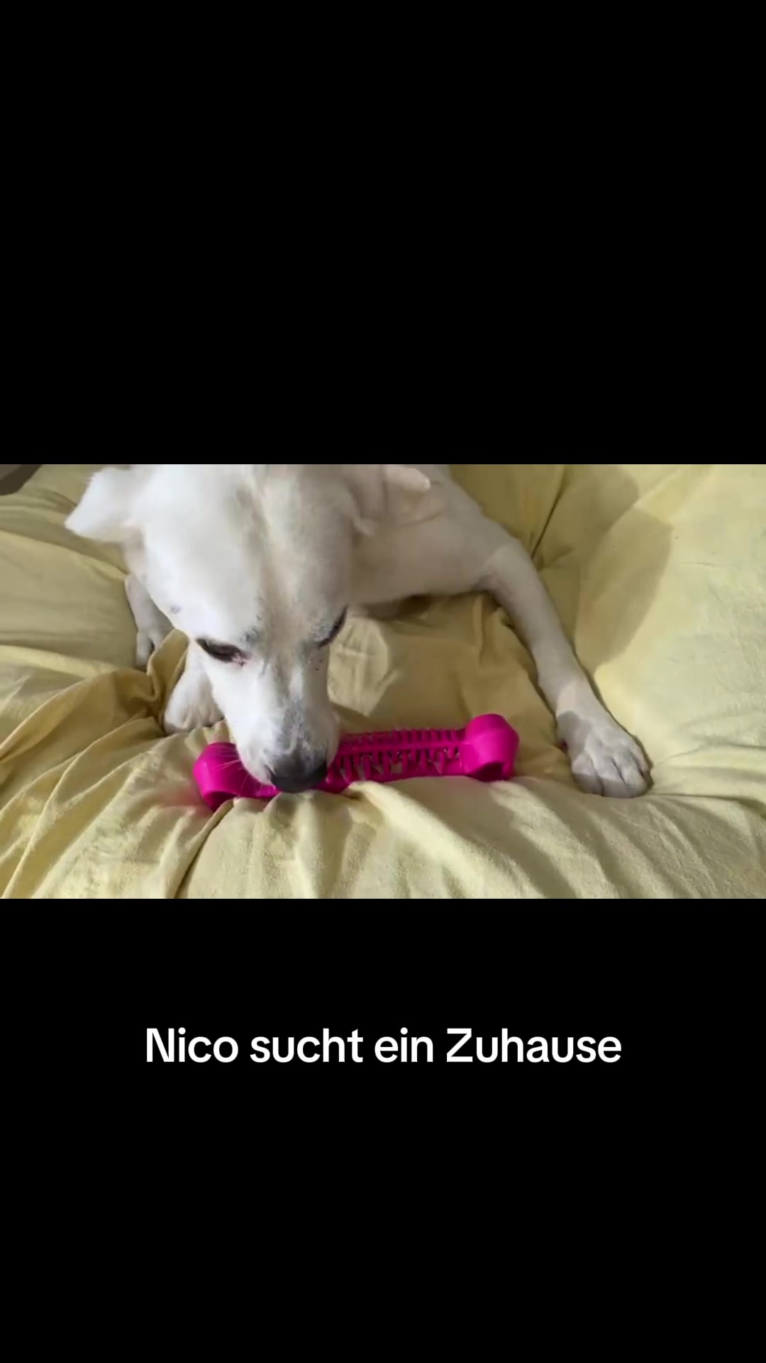 @Rheinisches Pfotengl&uuml;ck e. V.