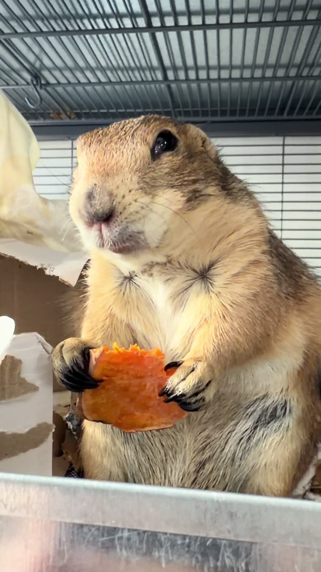 @Poppy the Prairie Dog