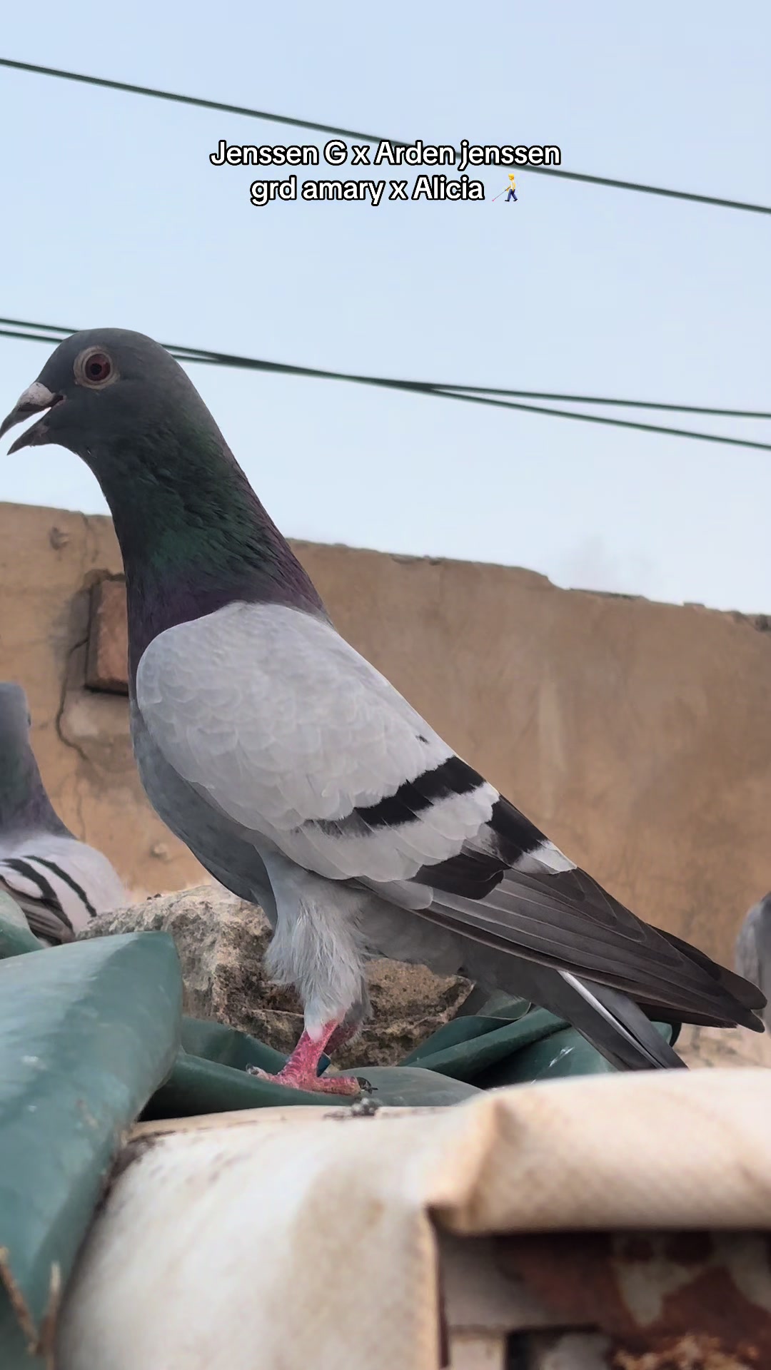 @OMZOLOFT🕊🦜🇸🇳