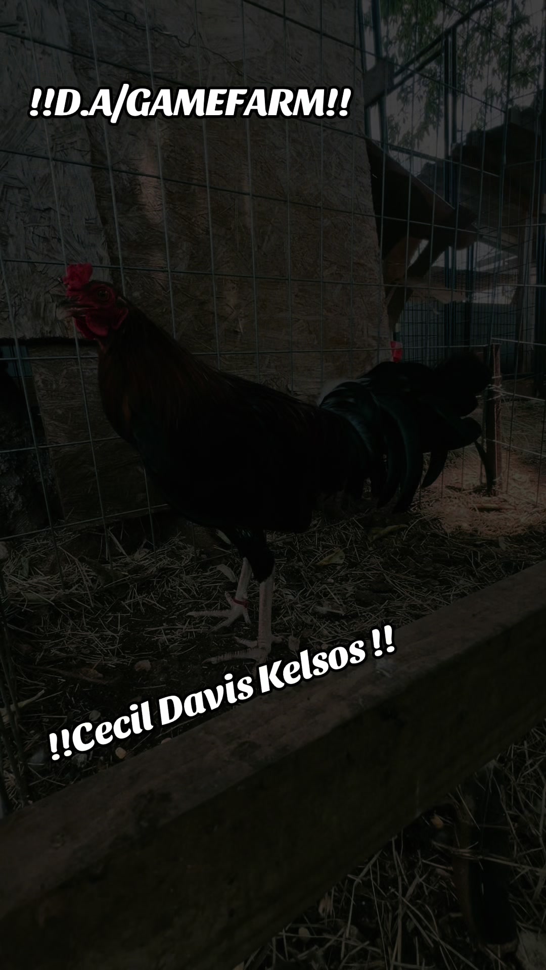@DAgamefarm