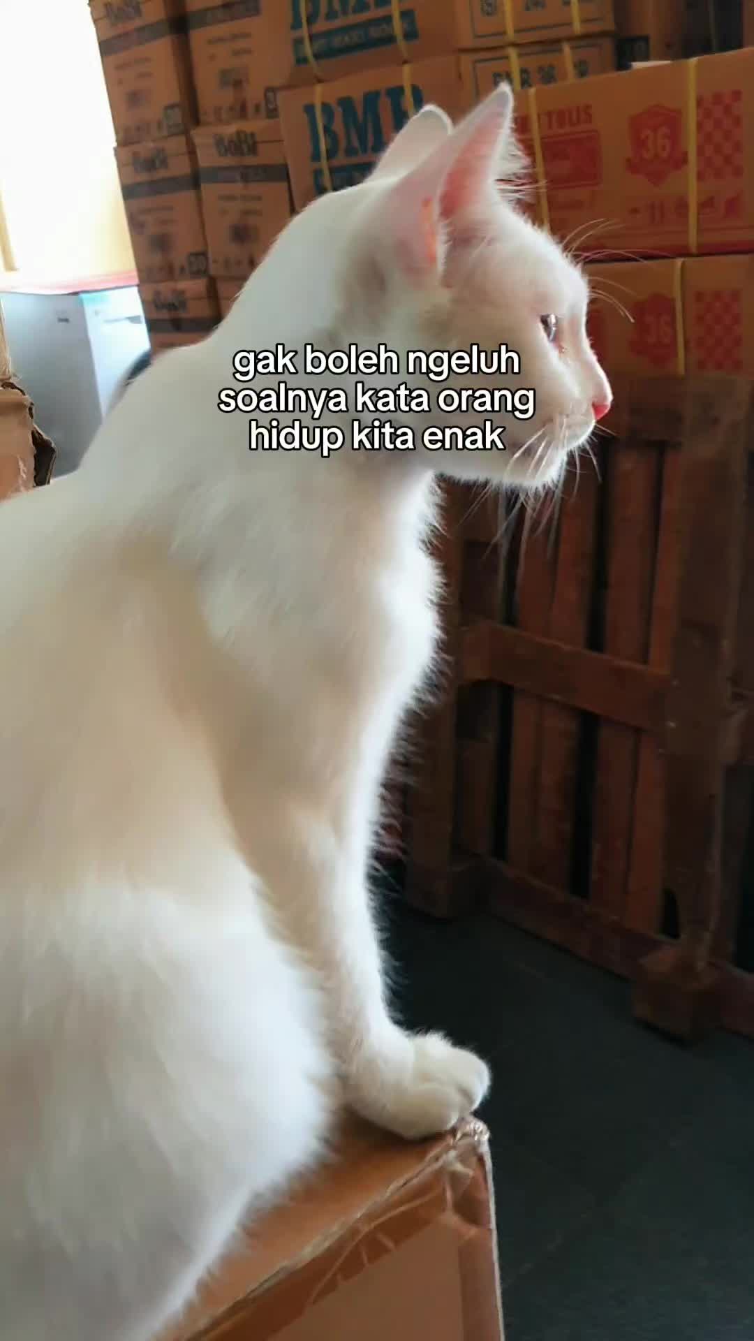 @PucukMerah