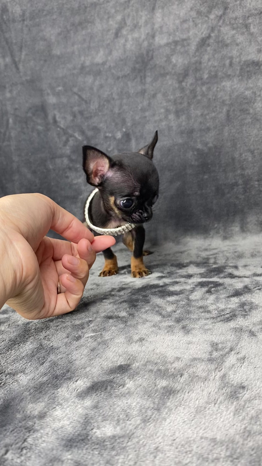 @teacupchihuahua