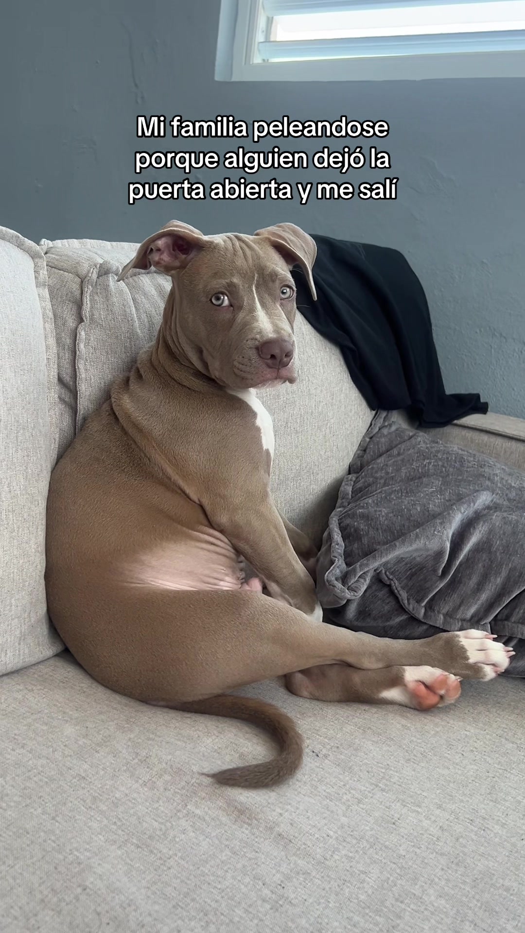 @Thor El Pitbull
