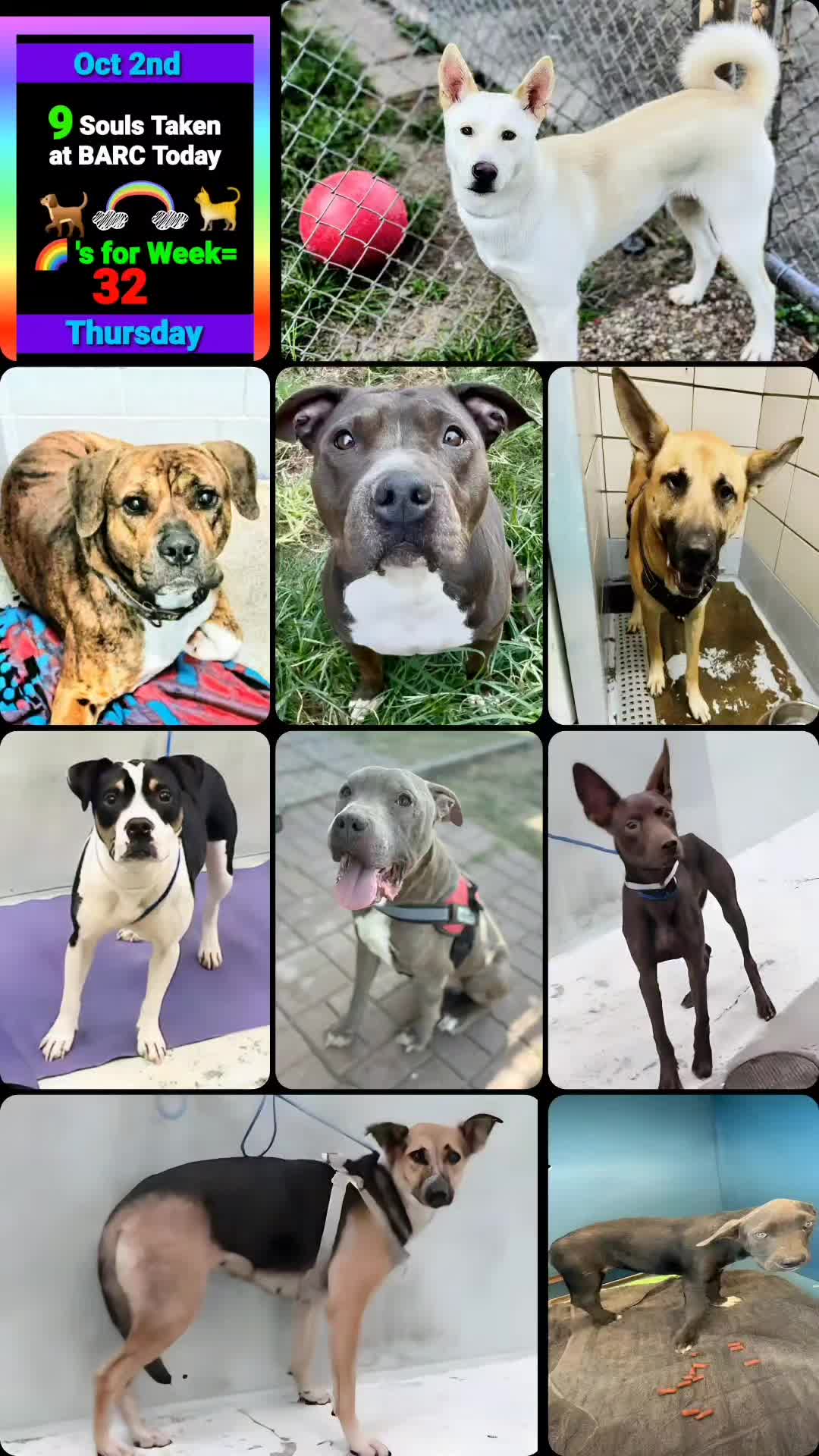 @Save Dog Souls