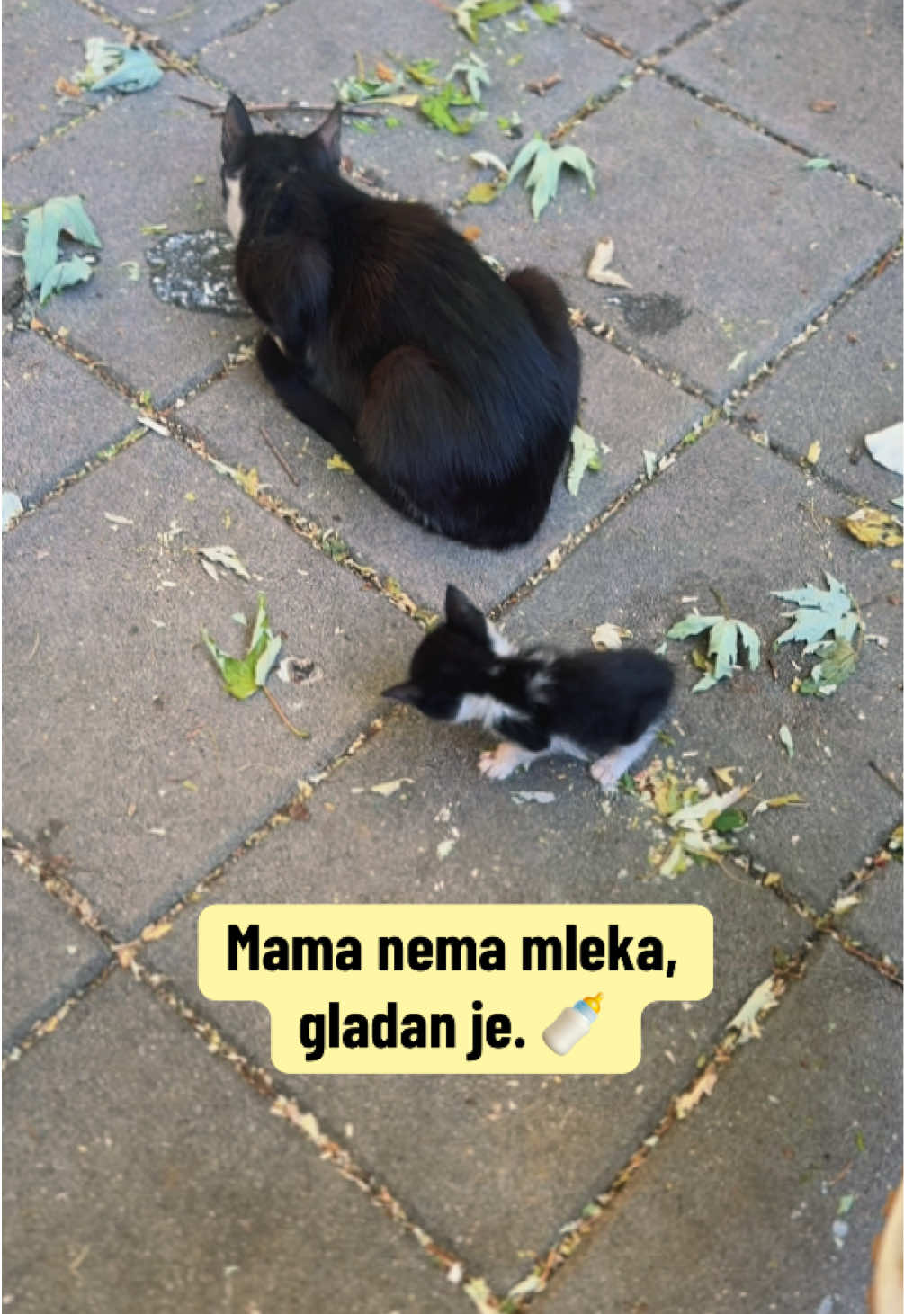 @cosanostrapurr
