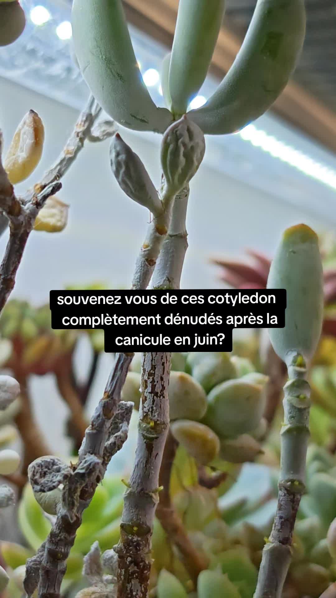 @il était Une Succulente
