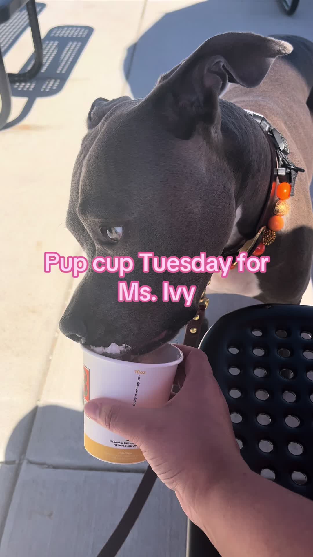 @Ivy the pitty