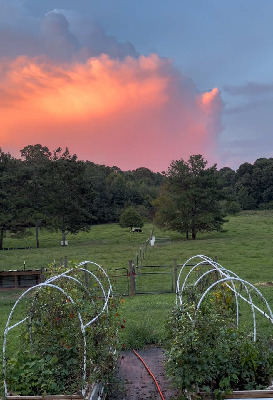 @Georgia Farm Girl