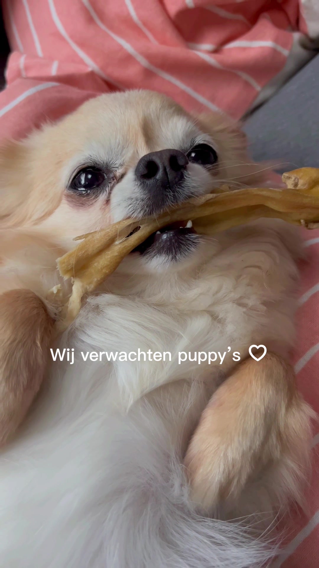 @Danielle |(chihuahua)mama 🐕🩵