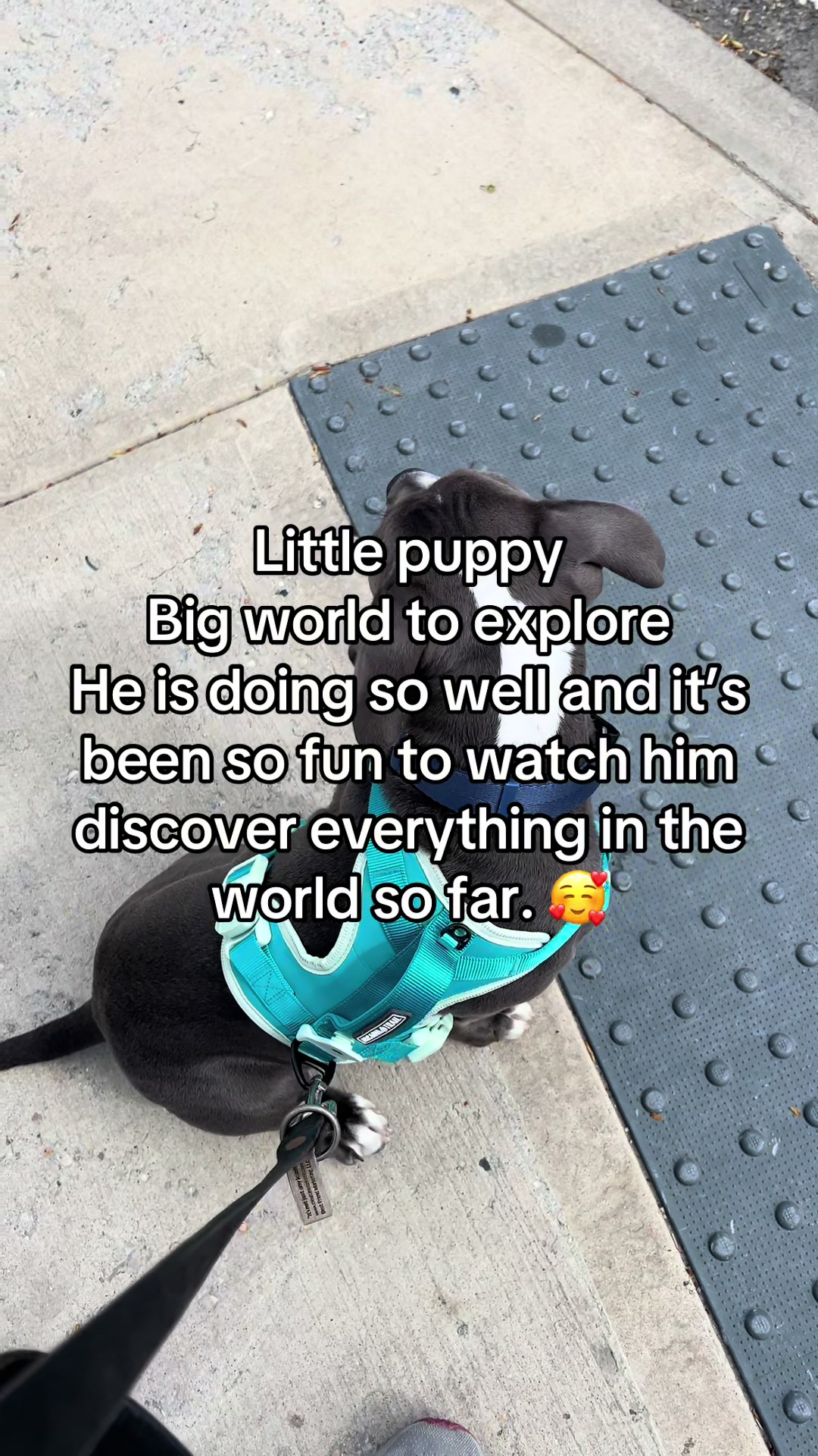 @Pibblingaround