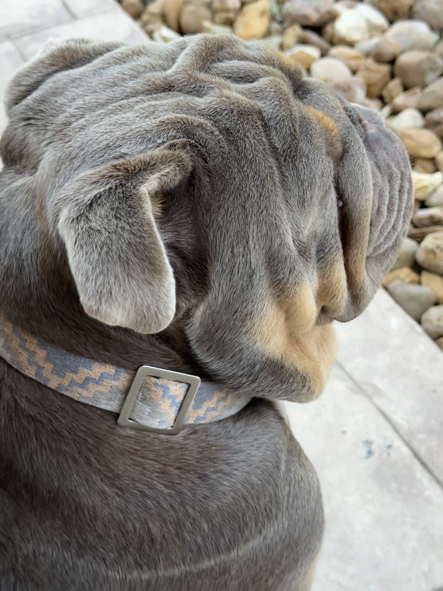 @RawlsTheBulldog
