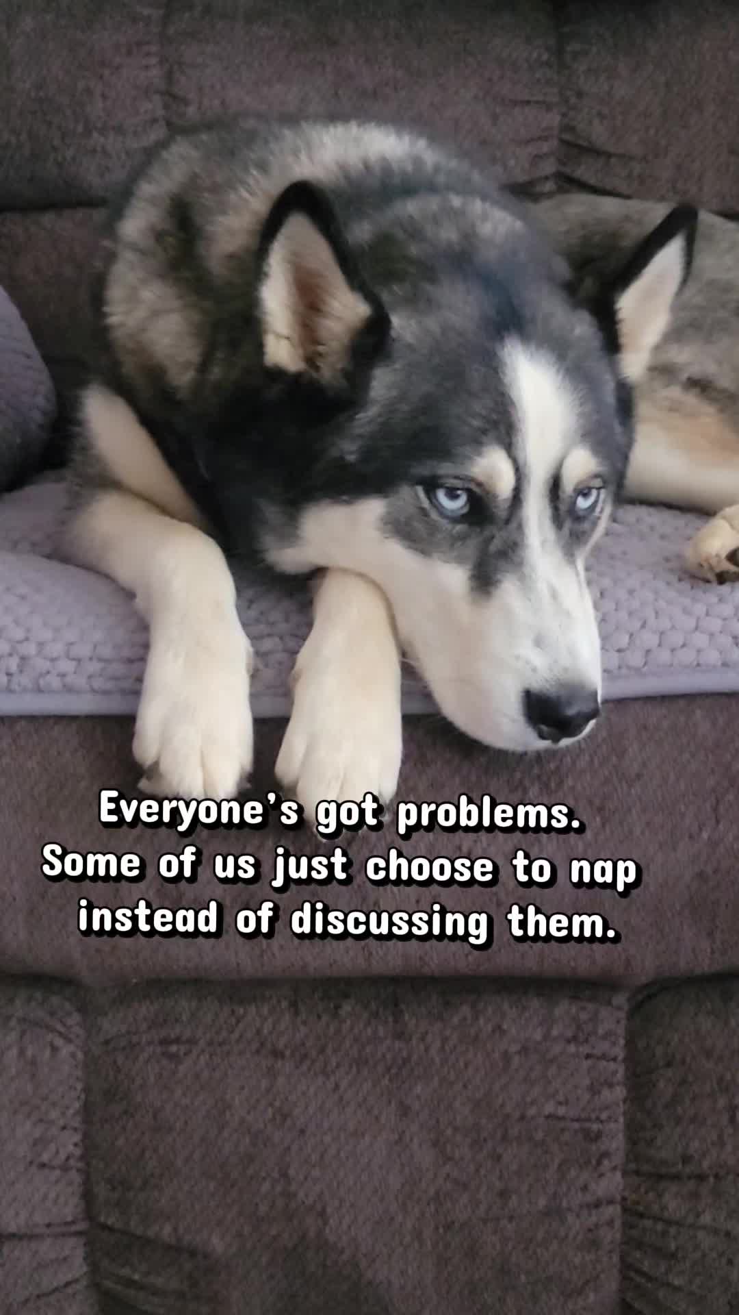 @the Hussey Husky
