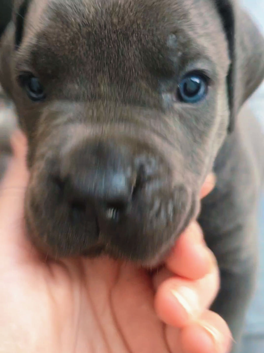 @canecorsodortmund