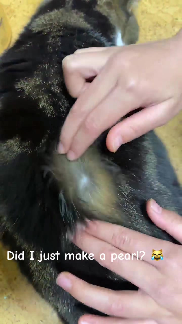 @PawsAndClaws