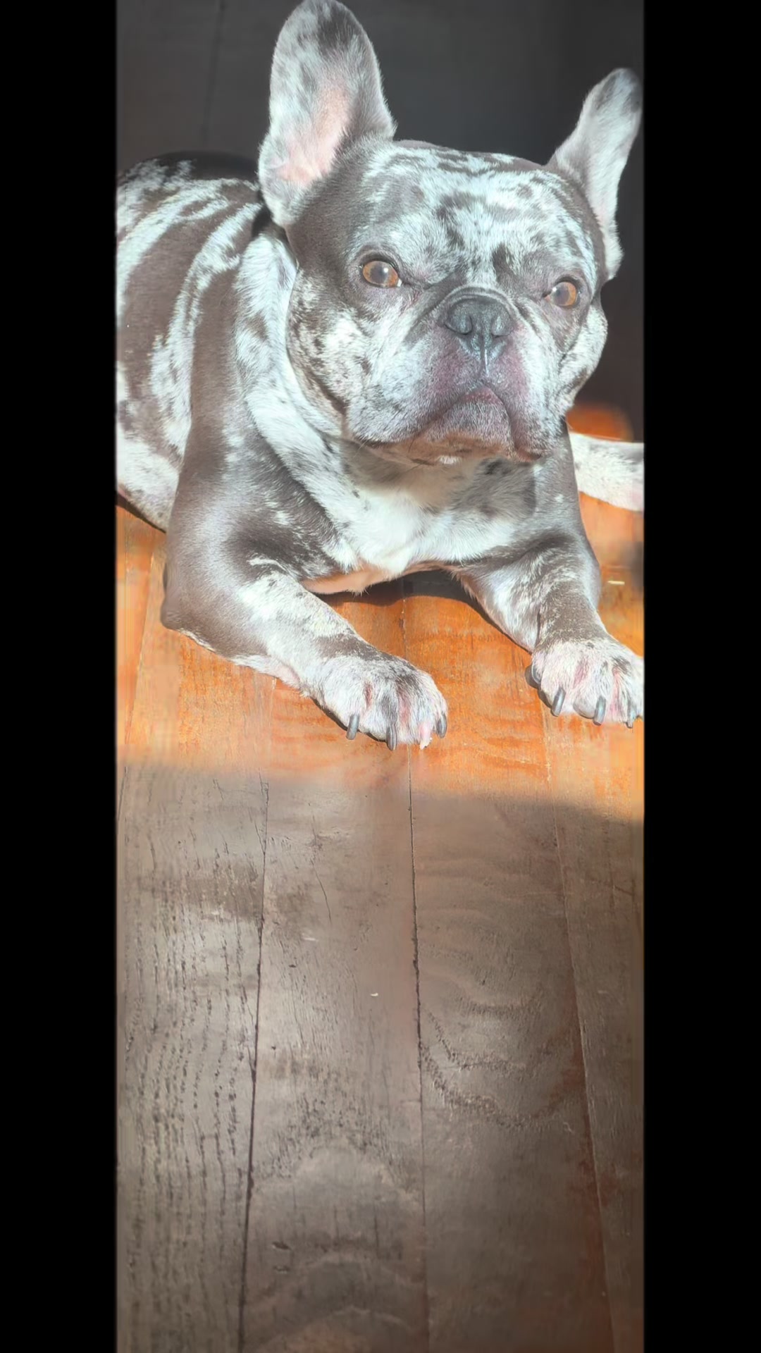 @Fly Lil Frenchie From OKC