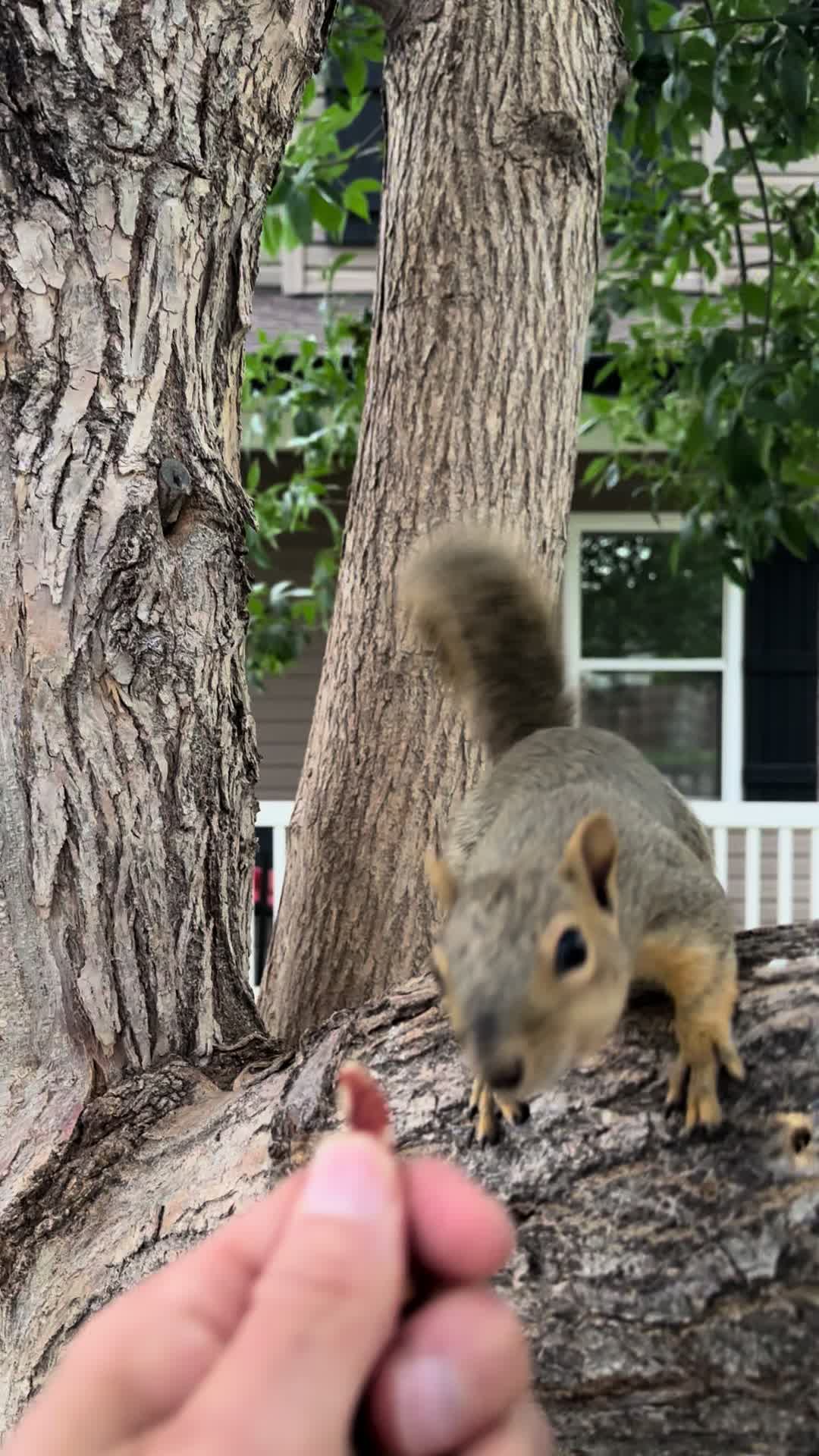 @Squirrel Guy