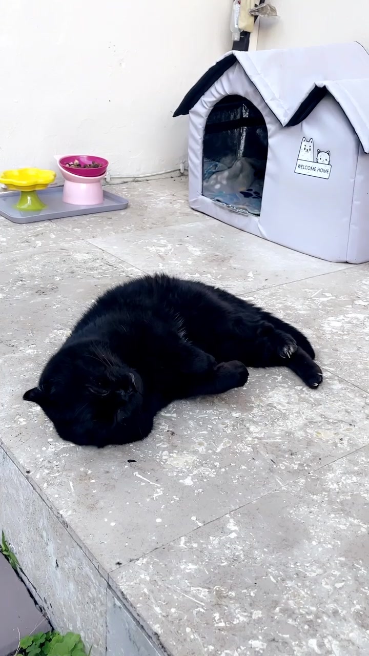 @Meow Meow